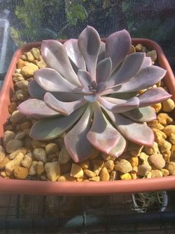 Beautiful Succulent