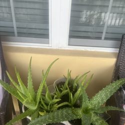 Set Of 3 Alloe Vera Plant