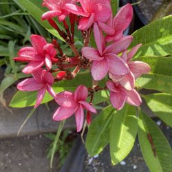 Pink Plumeria