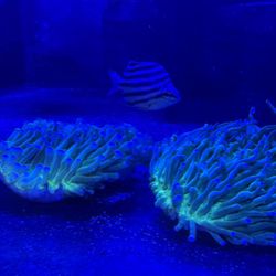 Deco corals