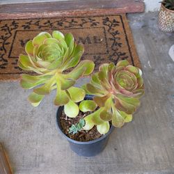 Succulent 