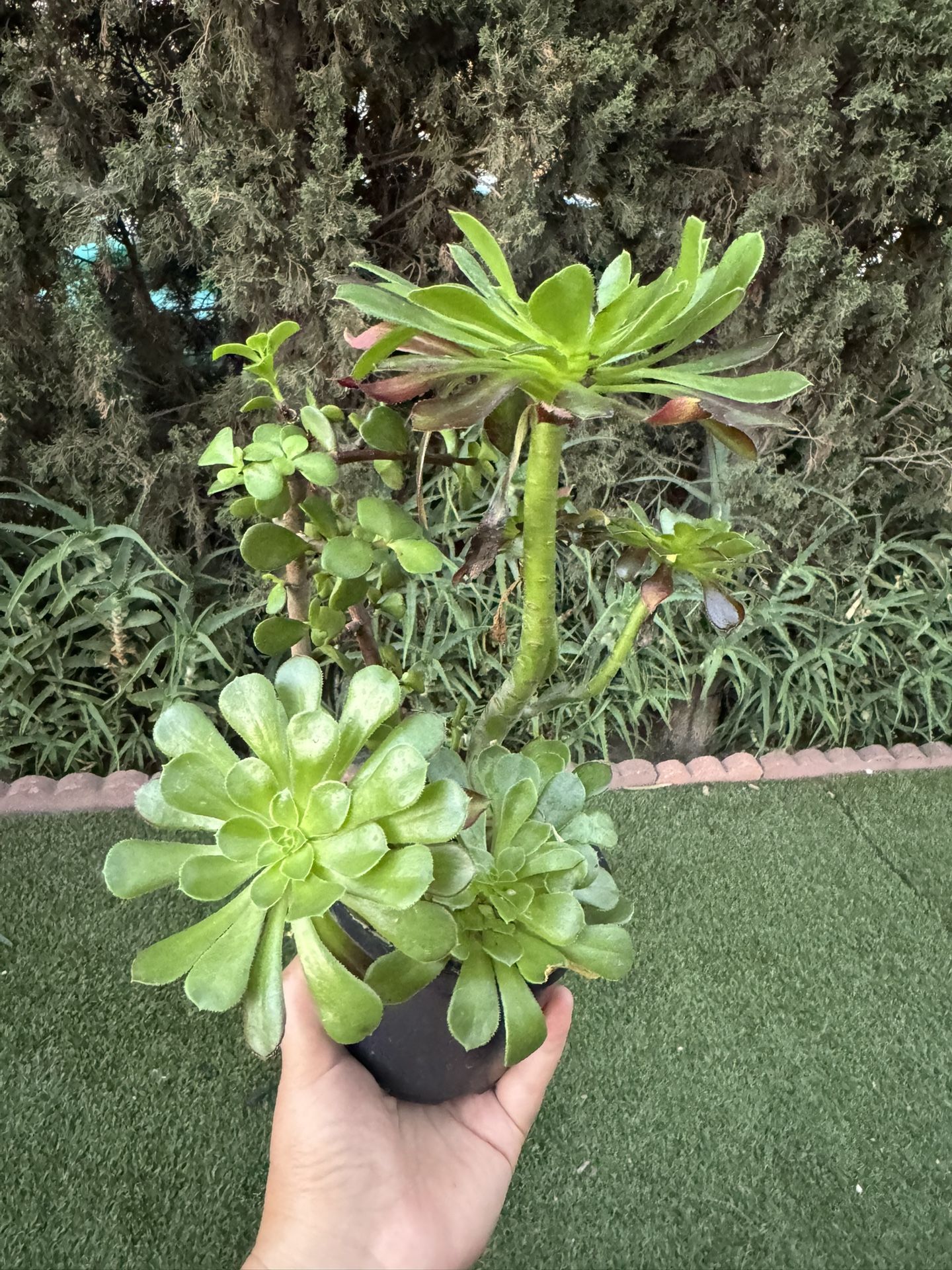 Succulent