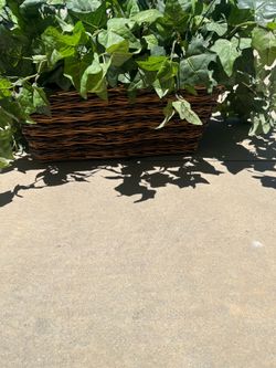 Artificial Ivy plant with basket