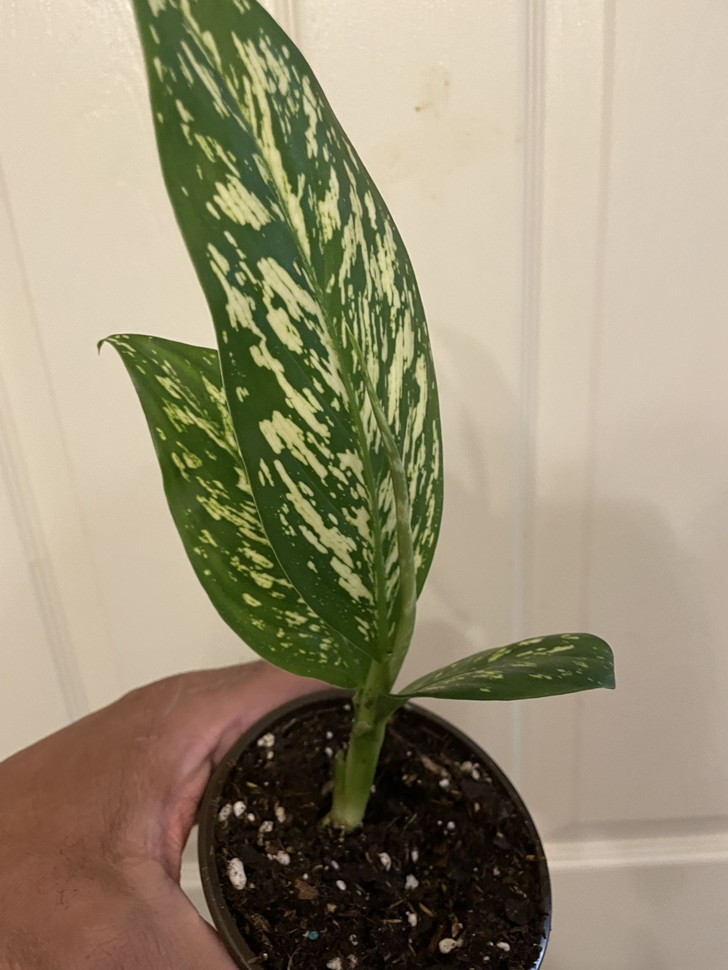 Beautiful & Rare Dieffenbachia “Etna” | Low Light | Grows To 6’ Ft Tall x 2 Ft Wide | Starter Plant