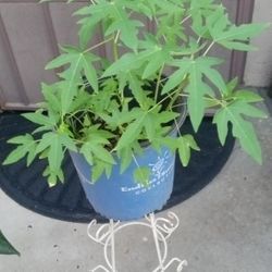 tiene muchos árboles de Papaya 