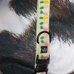 Dog Collar