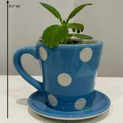 Live Mother-of-Thousands in a Light Blue Cup Planter with White Polka Dots & Attached Saucer