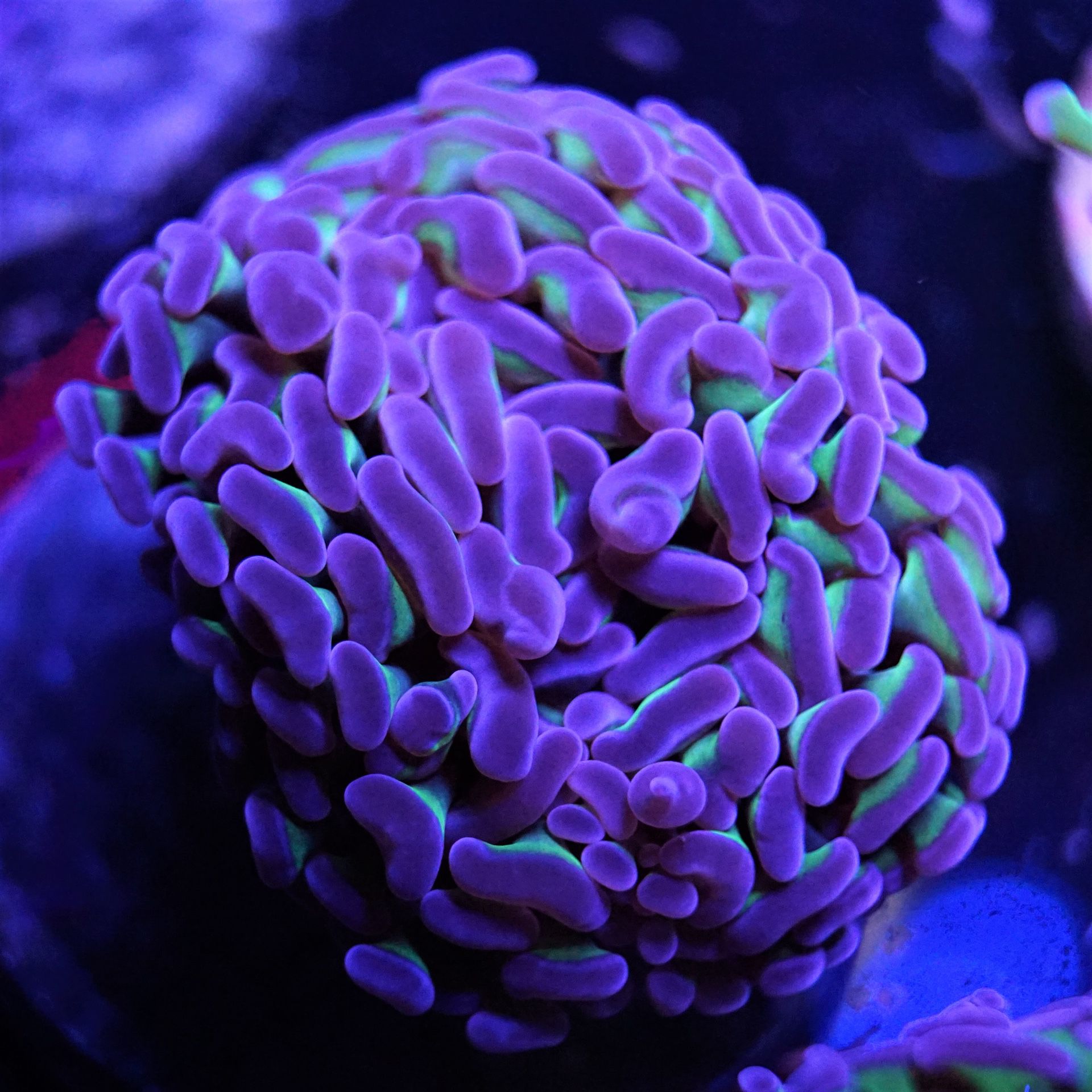 Green Purple tip Hammer WYSIWYG Coral