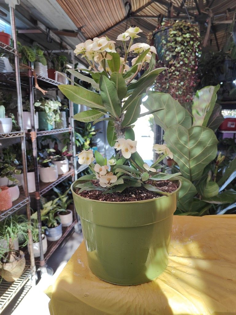 Crown Of Thorns for Sale in Paramount, CA OfferUp