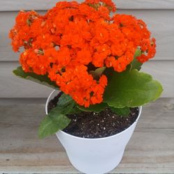 Kalanchoe Succulent Plant 🪴 (D) 