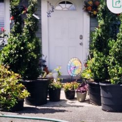 $195 Each Beautiful Spiral Boxwood Plant 