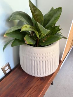 Plants