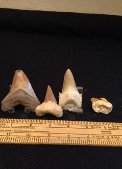 Prehistoric Giant Shark and Cave Bear Teeth