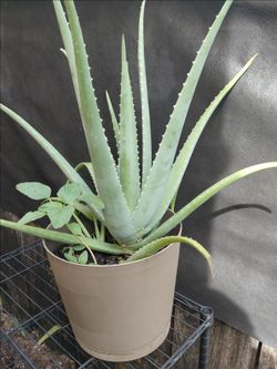 BEAUTIFUL ALOE VERA PLANT‼️45TH STREET WPB ‼️