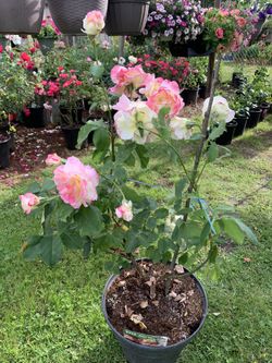 Outdoor Rose 