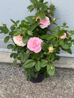 Mini rose