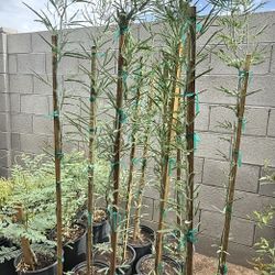 Thornless Chilean Mesquite Trees in 5G 6F The Tall From Ground Up $50 Each Firm Price