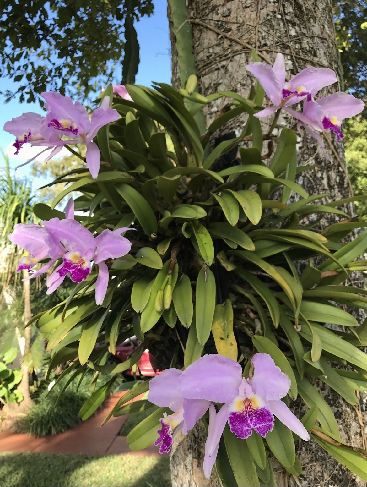 Cuban Species Cattleya Lueddemanniana Orchid - Great Bloomer