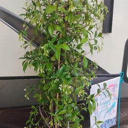 Plants