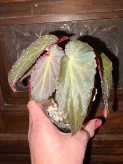 Withlacoochee Begonia