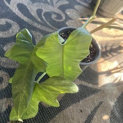 Variegated Horse Head Philo 