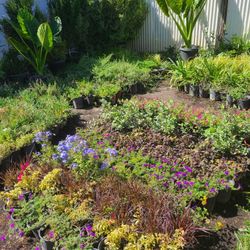 Plants, Trees, Flowers And Bushes 