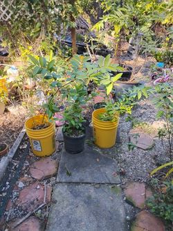 Guava Trees