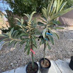 Grafted Big Jim Loquat 