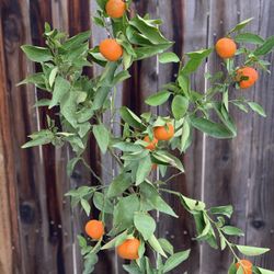 Organic Dancy Tangerine Mandarin Orange Citrus Live Grafted Fruit Tree 5 Gallon Pot  Cash only  Pick up in North San Jose, By appointment only  Locati