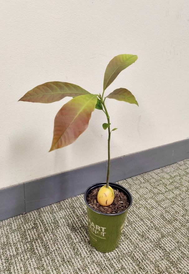 Avocado plant