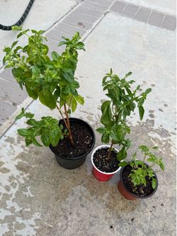 3 for $5 , Italian sweet Basil