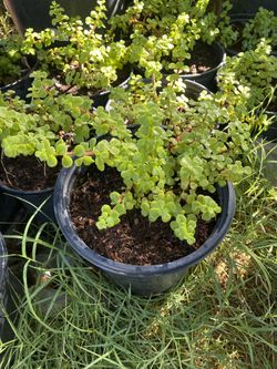 Planta De La Abundacia Cada Una 