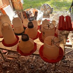 Water/ Feed Chickens 