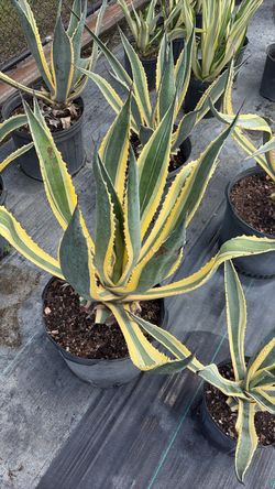Americano Agave - 7 Gallons