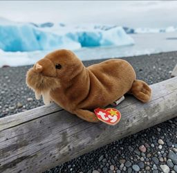 Ty Beanie Baby Paul The Walrus, Birth Date February 23, 1999 Retired With Tags. This is a Ty Beanie Baby named Paul the Walrus. It was released in 199