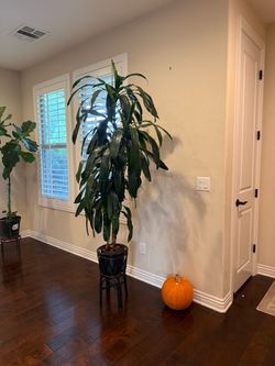 Dracaena Lisa Cane, 6 foot tall, Carmel Valley, $75