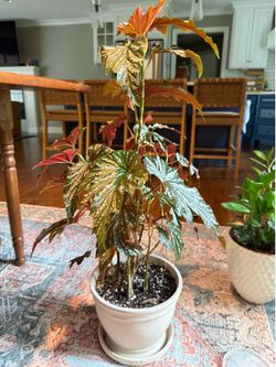 begonia  'Gryphon', characterized by deeply cut, maple-shaped leaves.