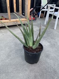 Aloe Vera Succulent plant