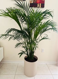 Royal Palm Tree