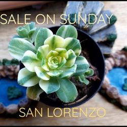 SUCCULENT SALE THIS SUNDAY IN SAN LORENZO FROM 1PM TO 5PM. OVER 1000 PLANTS