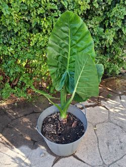 Elephant ear plant