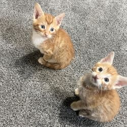 Neeed A Good Home 💞35 To 40$$$