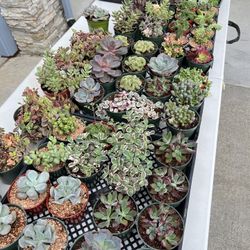 Succulents sale