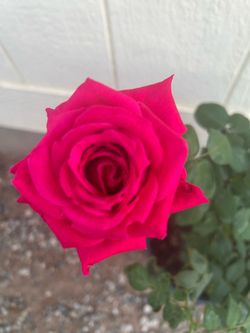Red Rose plant in 5gl.