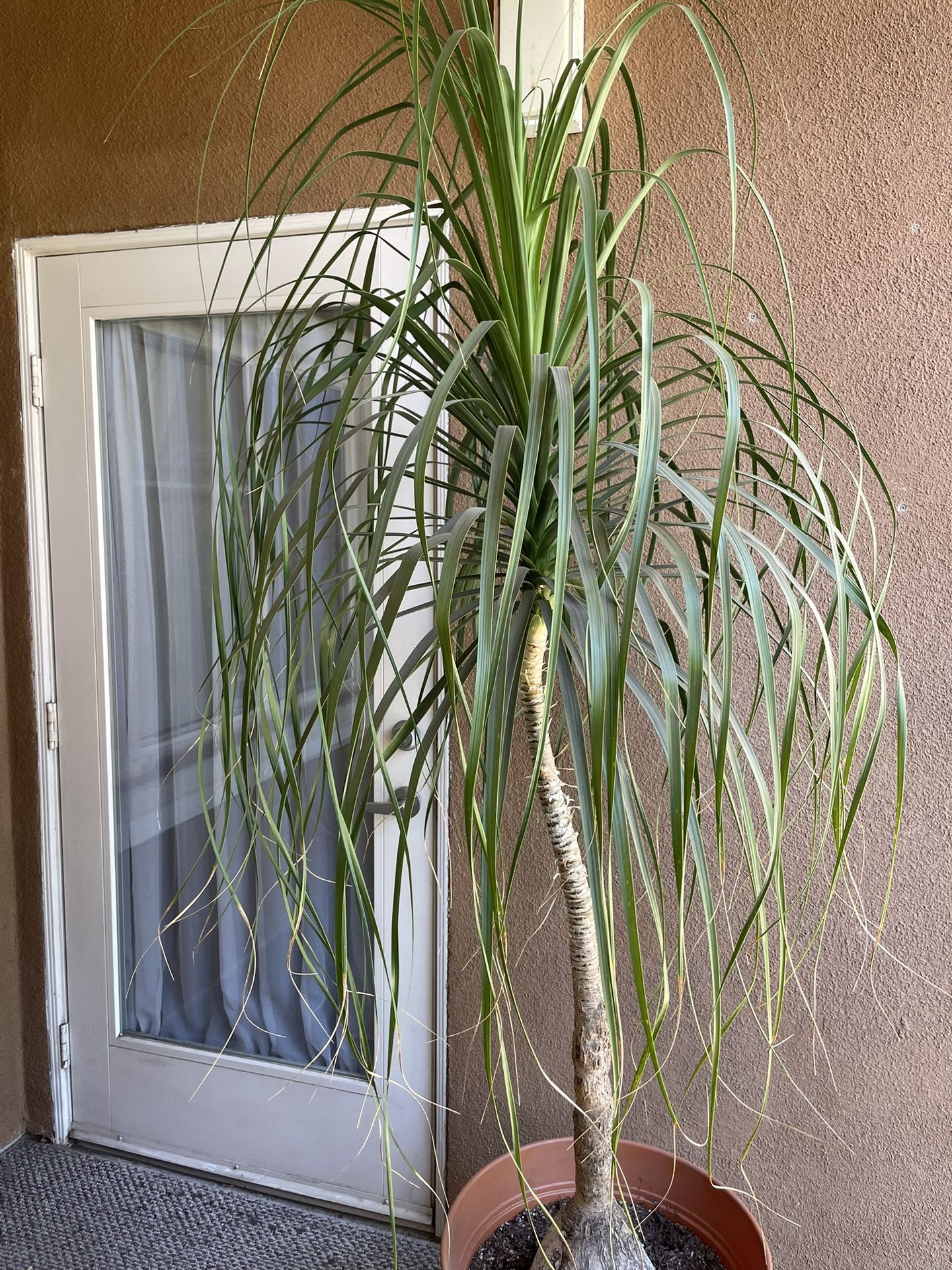 7’ Ponytail Palm