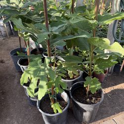 Misión Black Fig Trees Almost 3 Feet From The Ground Above $35 Each Price Firme 