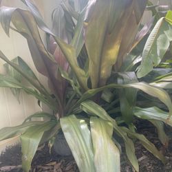 Lilies 