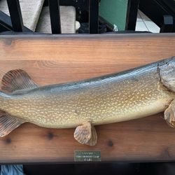 Northern Pike Taxidermy Plaque 