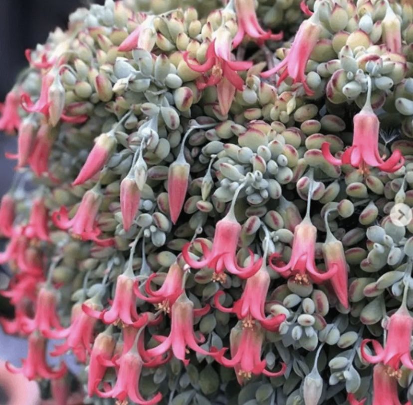 4 Cotelydon Penden Succulent In 2 Inch Nursery Pot