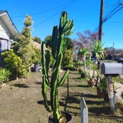 Euphorbia Cactus Plant